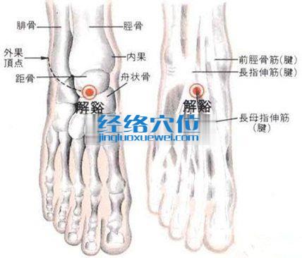 解溪穴的位置解剖分析图