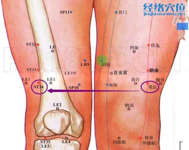 梁丘穴的准确位置图