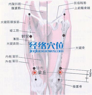 梁丘穴的位置解剖分析图