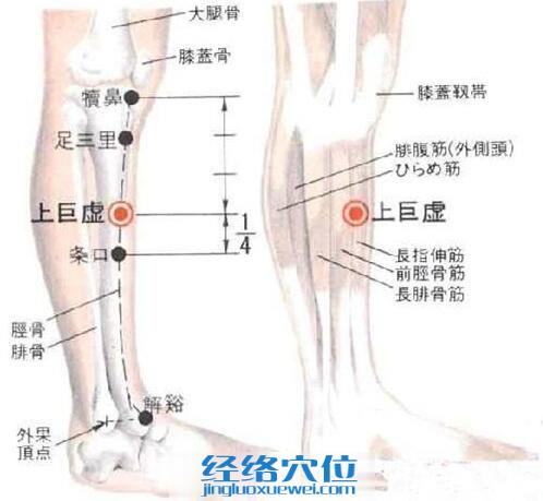 上巨虚穴的位置解剖分析图