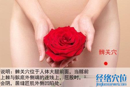 髀关穴的位置图