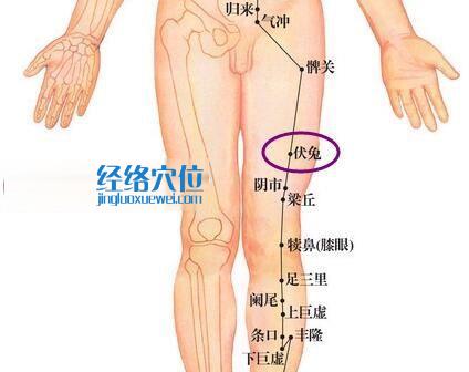 伏兔穴位图