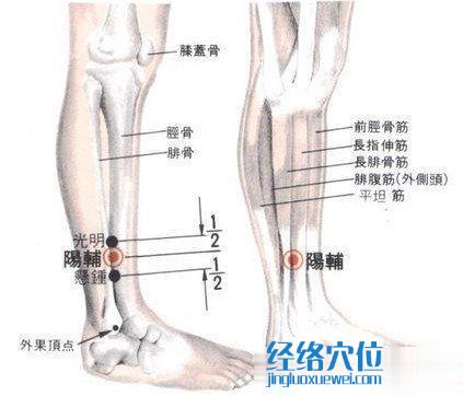 阳辅穴的位置解剖分析图