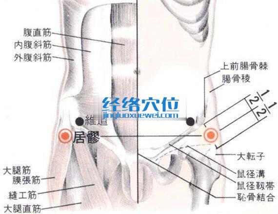 居髎穴的位置解剖分析图