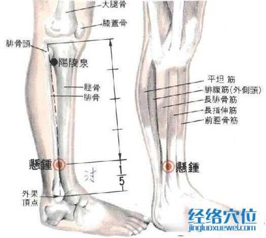 悬钟穴的位置解剖分析图