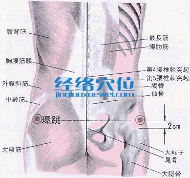 环跳穴的位置解剖分析图