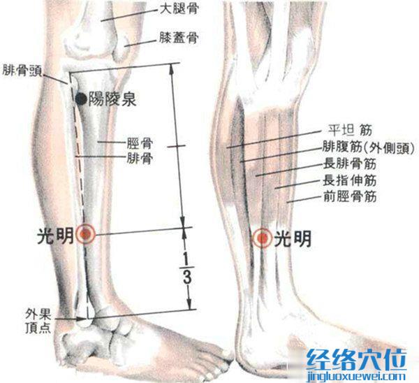 光明穴的位置解剖分析图