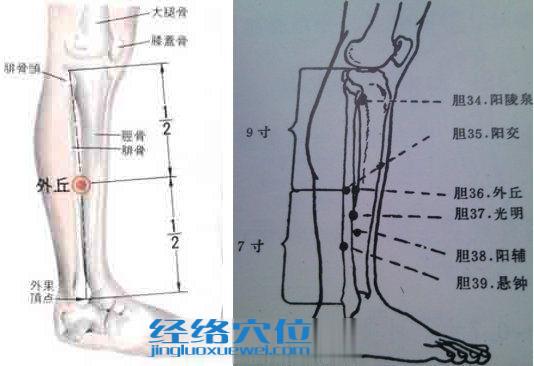 外丘穴的位置解剖分析图