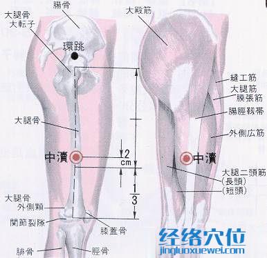 中渎穴的位置解剖分析图