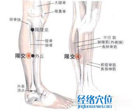 阳交穴的位置解剖分析图