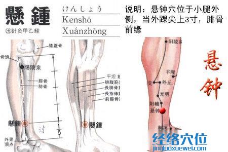 悬钟穴位位置图