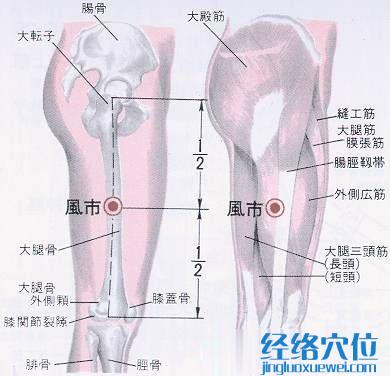 风市穴的位置解剖分析图