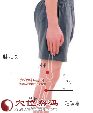膝阳关穴位位置图