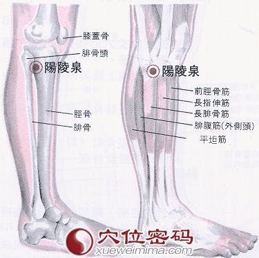 阳陵泉穴的位置解剖分析图