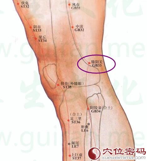 膝阳关穴的准确位置图