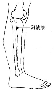 阳陵泉穴位位置图