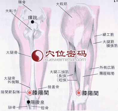膝阳关穴的位置解剖分析图