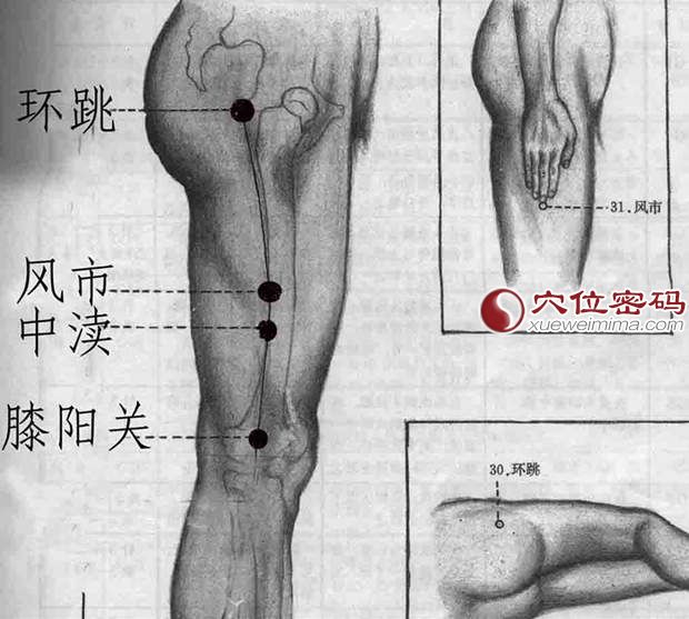 膝阳关穴的位置图