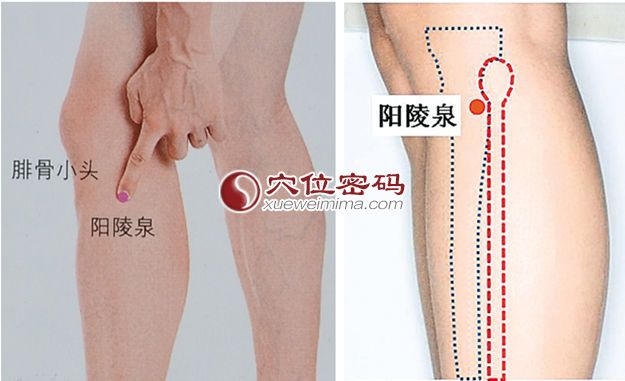 阳陵泉穴的位置图