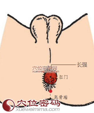 长强穴位位置图