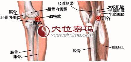 阴谷穴的准确位置图