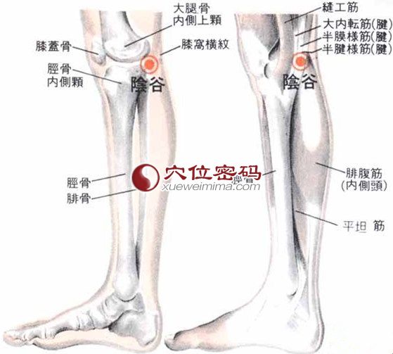 阴谷穴的位置解剖分析图