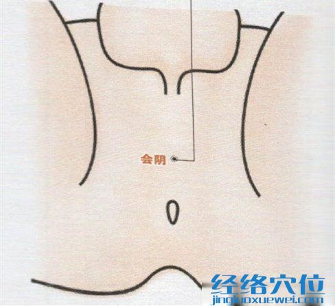 会阴穴的位置图