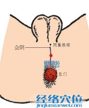 会阴穴位位置图