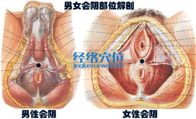 会阴穴的准确位置图