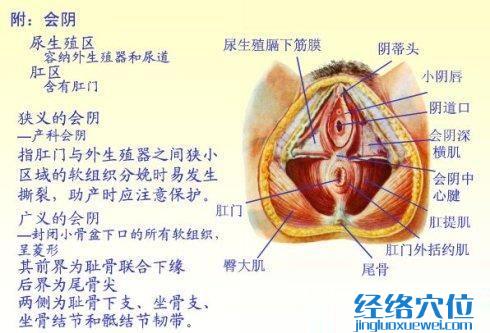 会阴穴位位置图