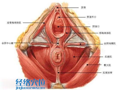 会阴穴的准确位置图