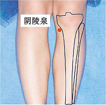 阴陵泉穴位图与作用位位置图
