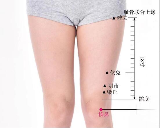 犊鼻的准确位置图及功效视频