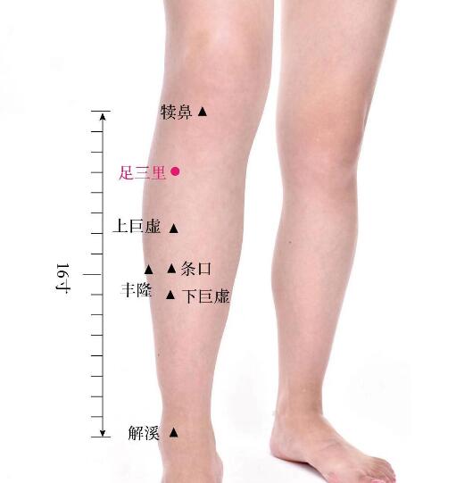 足三里的准确位置图及功效视频位位置图