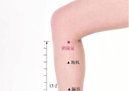 阴陵泉的准确位置图及功效视频位位置图