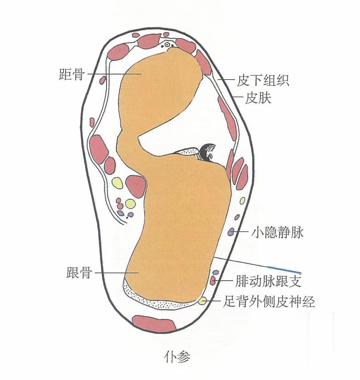 膏肓准确位置图和功效,地机准确位置图和作用,中脘的准确位置图作用_大山谷图库