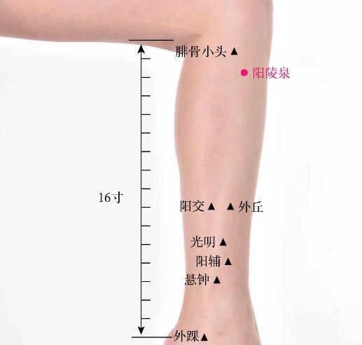 阳陵泉的准确位置图及功效视频