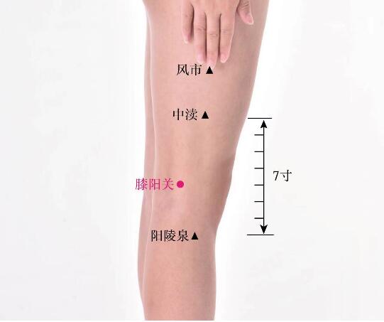 膝阳关的准确位置图及功效视频位位置图