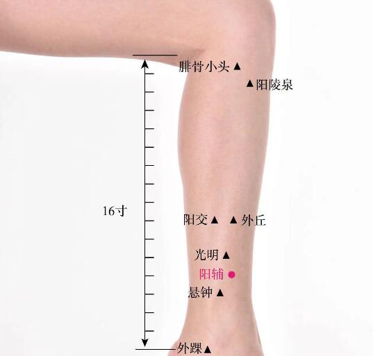 阳辅的准确位置图及功效视频