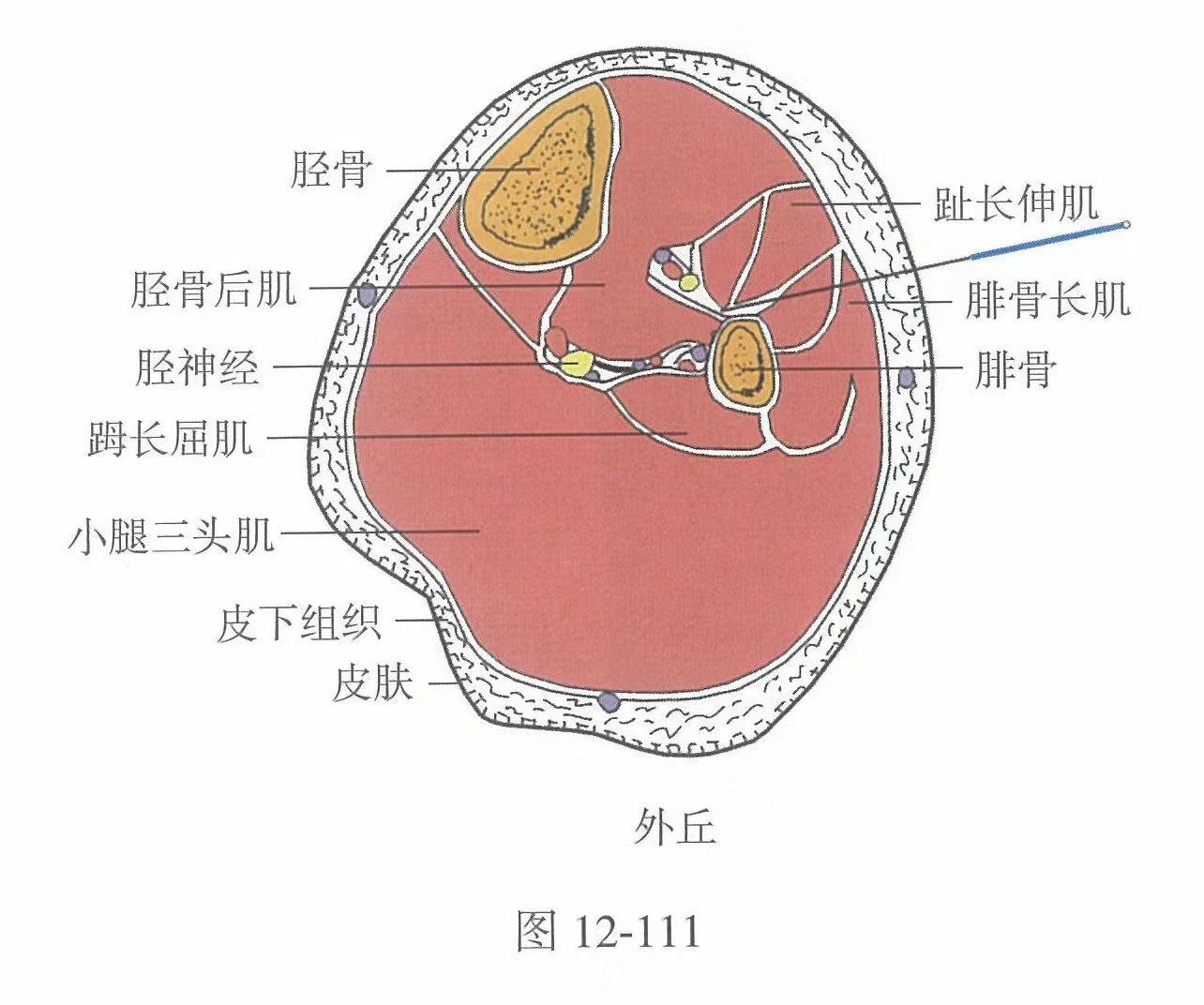 百年程氏养生经--肩井穴-中医资源网