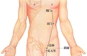 (原创)人体穴位一胸部腹部(60)章门穴