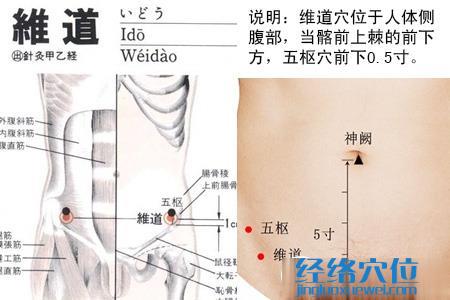 维道穴的位置图