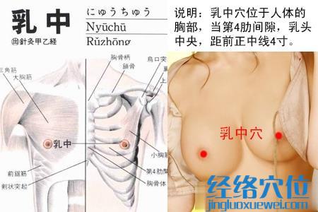 乳中穴位位置图