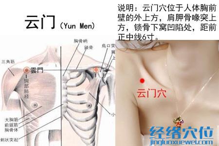 (原创)人体穴位一胸部腹部(43)云门穴