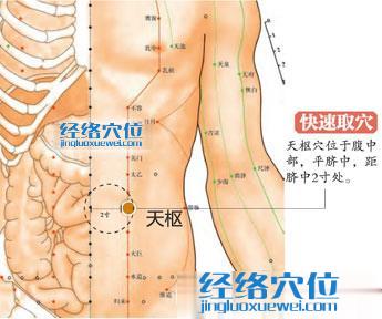 天枢穴的准确位置图