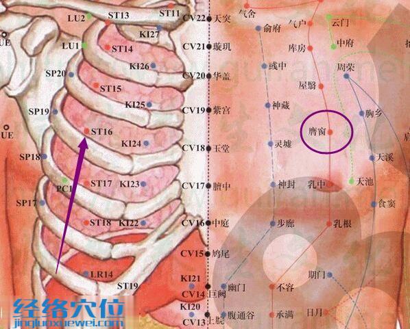 膺窗穴的位置及解剖分析图