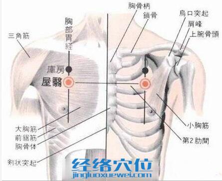 屋翳穴的位置解剖分析图