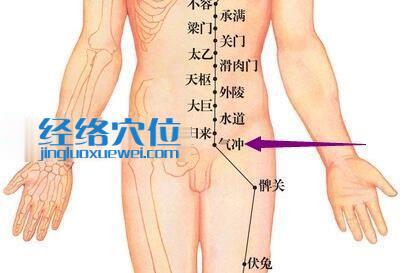 足阳明胃经气冲穴