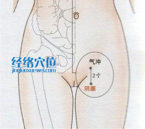 气冲穴位位置图