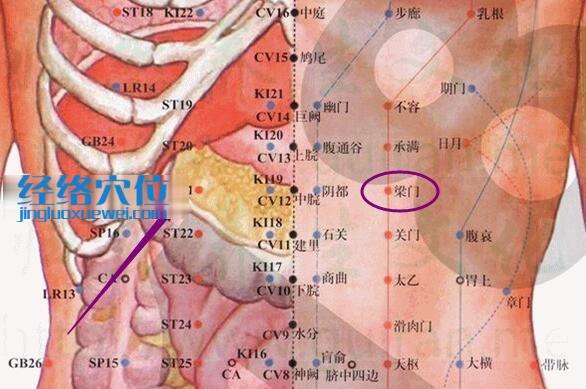 梁门穴的位置解剖分析图